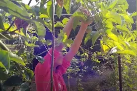 最高法介入广西10岁女童被奸杀案，让正义近了一步图片