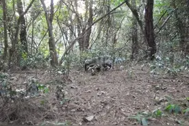 鲁迅先生笔下的猹，出现了图片