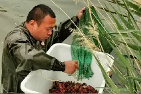 这小伙胆子真大！沙漠腹地养殖小龙虾图片