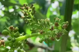 你见过葡萄花吗？嘉定马陆葡萄进入盛花期啦~图片