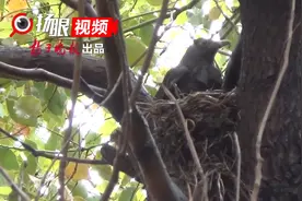 南京一小区飞来瑞典国鸟，安家育雏演绎母子深情图片