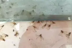 头皮发麻！深圳多地突现大量小飞虫，专家紧急提醒图片