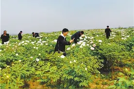 河北邯郸峰峰矿区：从矿区到景区的“颜值逆袭”图片