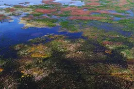 在家看天下·每日一景丨诗意大丰：万亩花海 星野鹿鸣图片