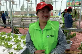 当“水培”遇见“日光”——民勤县红旗村的现代致富路图片