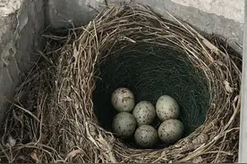 大学生返校发现宿舍阳台上有个鸟巢！每天记录鸟妈妈如何孵蛋图片