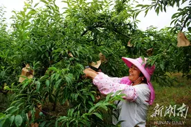 宁远：奈李套袋助农增收图片