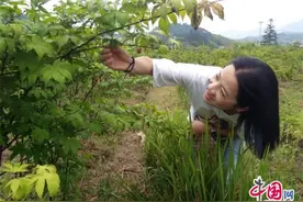 湖南绥宁：百亩覆盆子熟了 吸引游客忙采摘图片