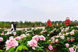 牡丹花开 艳动京城——北京延庆区妫州10余万株牡丹进入最佳赏花期图片
