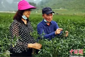 广西台企种植基地被列为国家农业标准化示范区图片