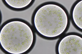 科学家开发的新技术可制造出合成活细胞，用于去除二氧化碳图片