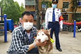 郑州市民雨中捡到一只哈士奇 乖巧会看信号灯，众人都想让它回到主人身边图片