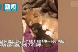 可爱！小奶猫紧紧抱着怀里的小兔子不撒手，只有吃饭的时候才分开图片