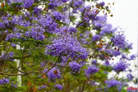 浪漫！成都这条路上584株蓝花楹开了，风一吹花瓣纷飞……图片