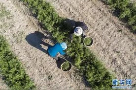 宁夏：枸杞芽茶采摘忙图片