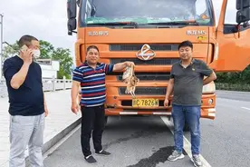 热心司机在丽水捡到奇特动物，竟是国家二级保护动物“猴面鹰”图片
