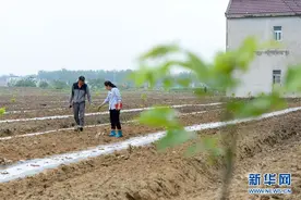 全国人大代表王萌萌：产业兴旺让乡村振兴更有底气图片