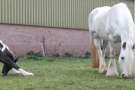 荷兰一刚出生小马驹做瑜伽下犬式姿势吃草图片