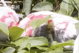吓人！邻居家阳台挂着白色娃娃 一看还写着自己名字图片