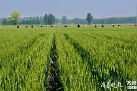 忙碌的麦田守望者图片