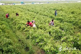 玫瑰花开致富路图片