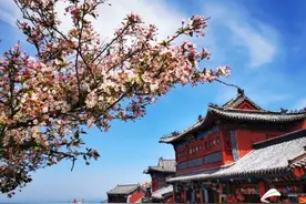 组图丨5月泰山极顶海棠花开，明艳动人惊艳时光图片