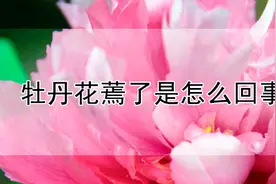 牡丹花蔫了是怎么回事图片