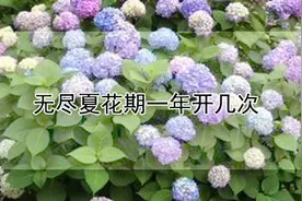 无尽夏花期一年开几次图片