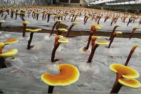 直播预告｜国宝灵芝来了！农科院灵芝直播间里免费送图片
