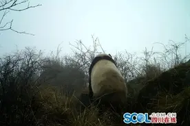 德阳九顶山首次拍到野生大熊猫，倒立撒尿、散步沉思，萌翻众人图片