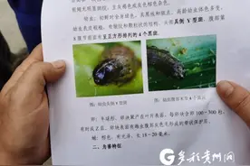 拒绝“幺蛾子”搞事 看贵州专家教农民如何防控防治图片