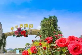 湖北的初夏，从这些绚丽多彩的玫瑰花海开始！图片