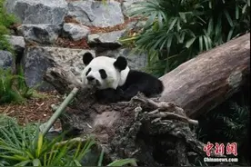 卡尔加里动物园：受疫情影响 将提前三年归还中国旅加大熊猫图片