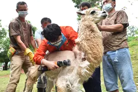 深圳野生动物园为小羊驼剪毛发换“夏装”图片