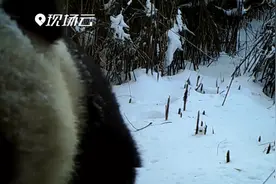 “滚滚”乐园！四川九顶山拍到野生大熊猫视频封面