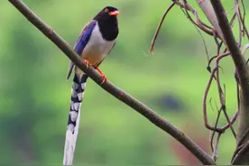 好多“小精灵”！东莞企石优美生态环境引飞鸟来栖图片
