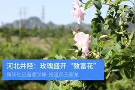 河北井陉：玫瑰盛开“致富花”