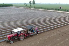 德州武城 ：火红小辣椒做成富民大产业  辣椒之乡走出致富新道路视频封面