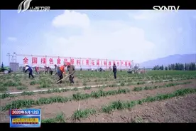 大同云州：一株“摇钱草”万户脱贫计图片
