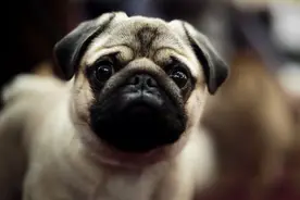 北京海淀警方提醒：养犬人可就近办犬证图片