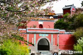 山东泰安：泰山极顶海棠花开 粉色海洋如画卷 (/5)图片
