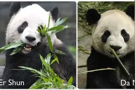旅加大熊猫“大毛”和“二顺”将提前回家！因为……不新鲜的竹子它们不吃图片