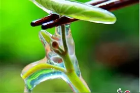 重庆石柱：莼菜，“康养石柱”的生态名片图片