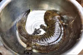 浙江发现一“四脚怪物”，村民们炸锅了！有人想花高价买下它图片