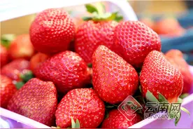 云南会泽，全国第一大夏季草莓产地 种植面积占全国80%图片