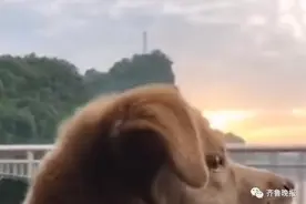 比电影还悲伤！女子拍风景意外拍下路人跳江瞬间，车上狗狗的表情……图片