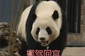 吃不到新鲜竹子，旅加大熊猫提前回国 网友：欢迎回家，祖国养你图片