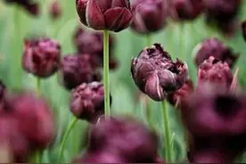 神秘而典雅，见过紫色郁金香吗？植物园里就有图片