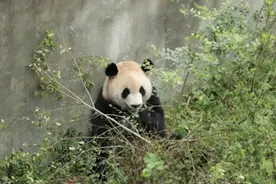 大熊猫因“挑食”提前回国，这不是第一次图片
