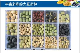 绿豆不绿、红豆不红、黄豆不黄，傻傻的分不清？“五彩红豆”薏仁粉网售了图片